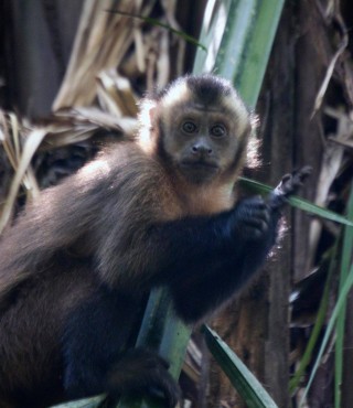 Monkey in the Peruvian rainforest